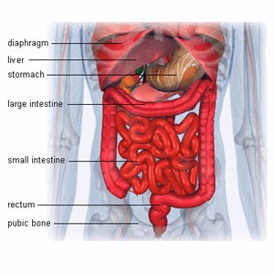 Health Care: Human Abdomen Anatomy Pics