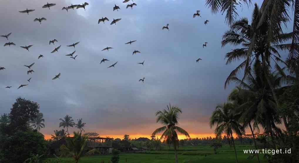 petulu-village-ubud-bali