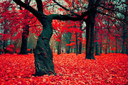 The Crimson Forest in Gryfino, Poland.