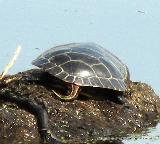 Eastern Painted Turtles