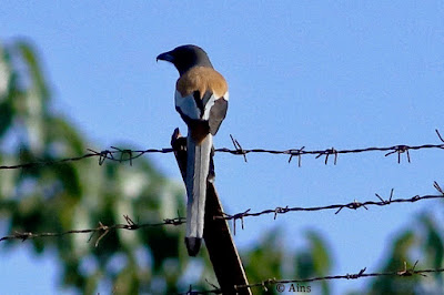 Rufous Treepie