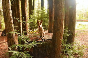 Magical dog on redwood tree fairy circle