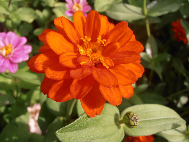 ZINIA: Zinnia elegans