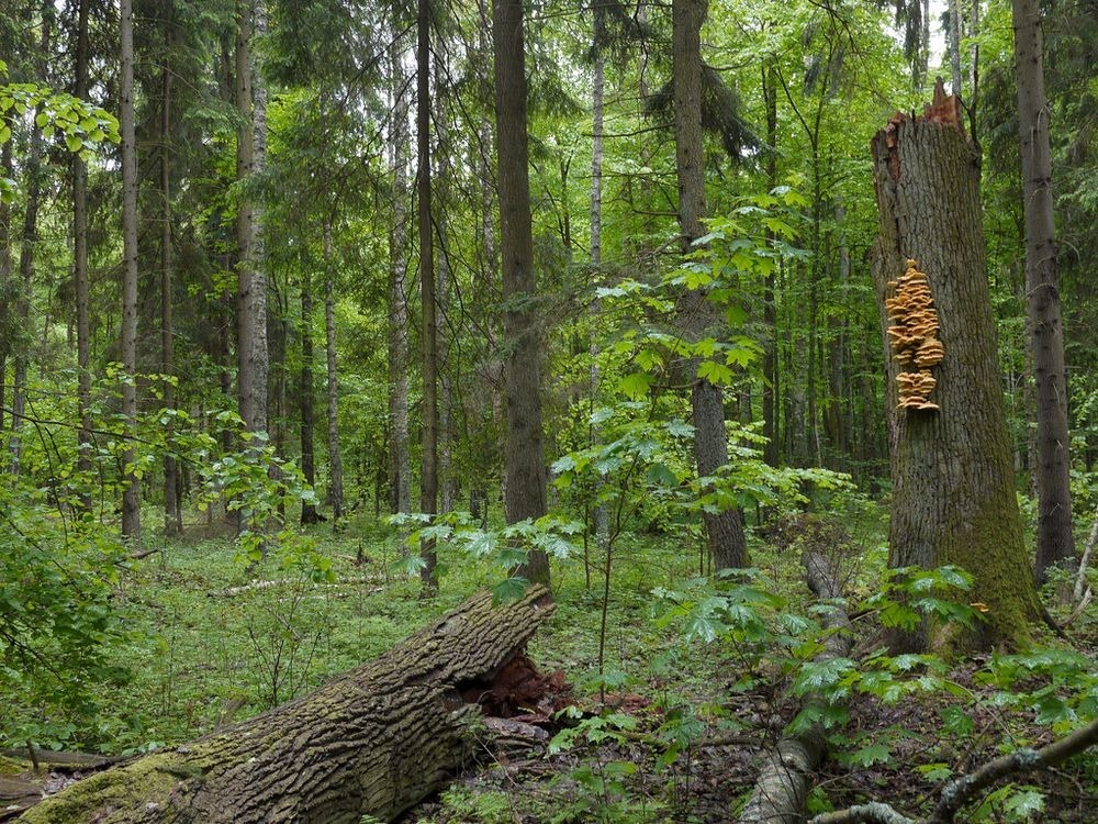 bialowieza-forest-3