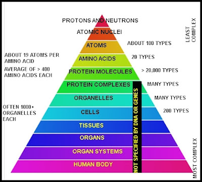 pyramid of biological complexity