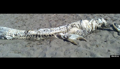 Monster Laut Terdampar di Pantai Villaricos Spanyol 1