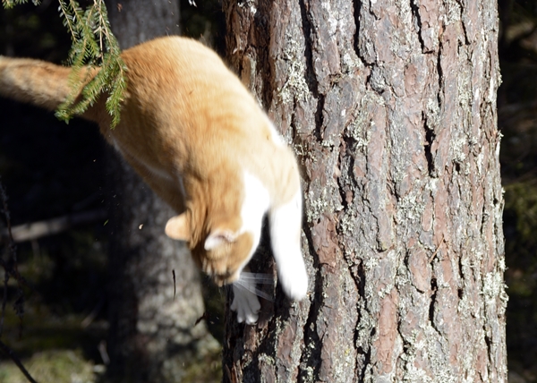 pusekatt kattepus pus katt