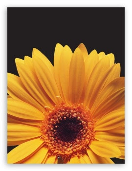 yellow gerbera daisies vga mobile t2