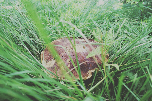 mushrooms-hidden-in-grass-forest-views-ringwood-forest-todaymyway