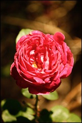 rose