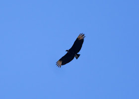 Black Vulture - Doodletown, New York