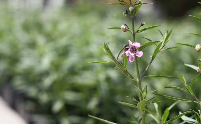 Angelonia Flowers Pictures