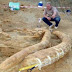 Χαυλιόδοντες 2,80 μέτρων και 4 εκ. ετών ανακαλύφθηκαν στη Νιγρίτα Σερρών (Βίντεο)