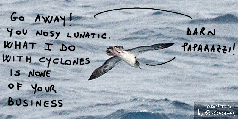 Seabird (streaked shearwater) vs paparazzi (by @sciencemug)