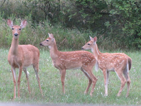 twin fawns with mother