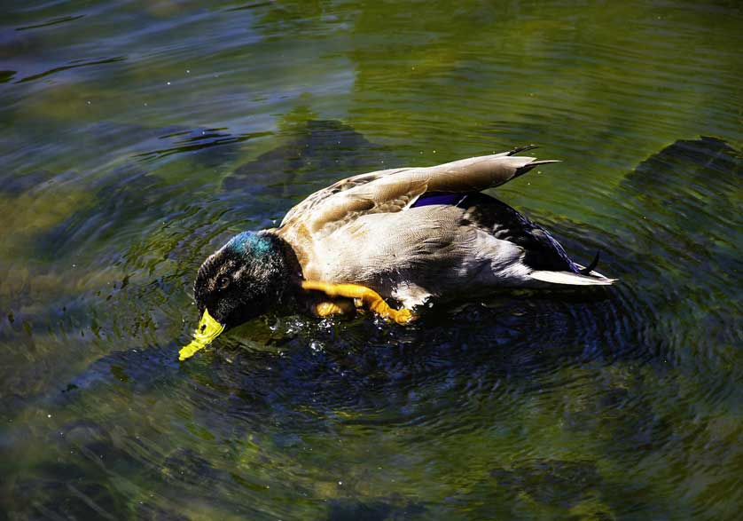 Stewart Island Mallard duck.