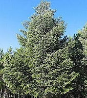 Abies alba