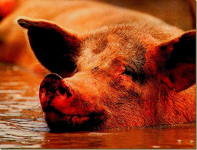 happy-pig