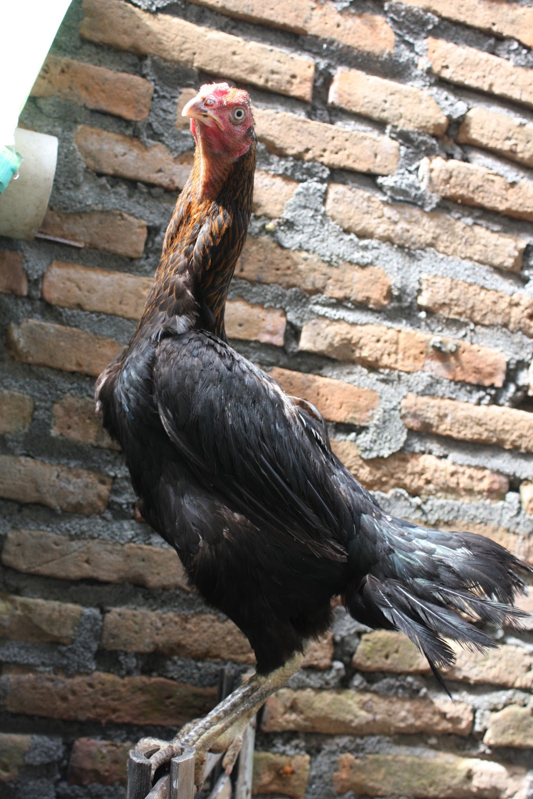 Ayam Unggul Maret 2012