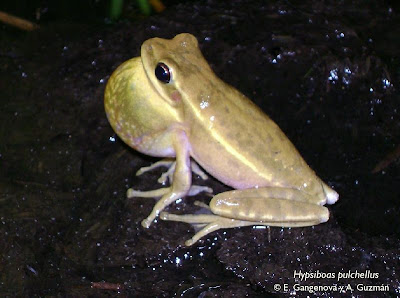 frog and barn owl