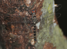 Treehugger (Tyriobapta torrida) f