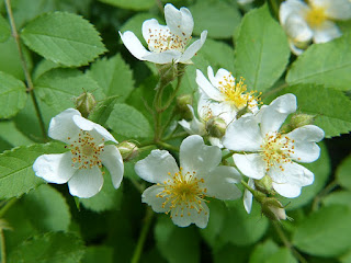 Rosier multiflore - Rosa multiflora