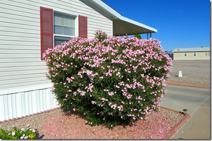 Pink Oleander Pink Oleander