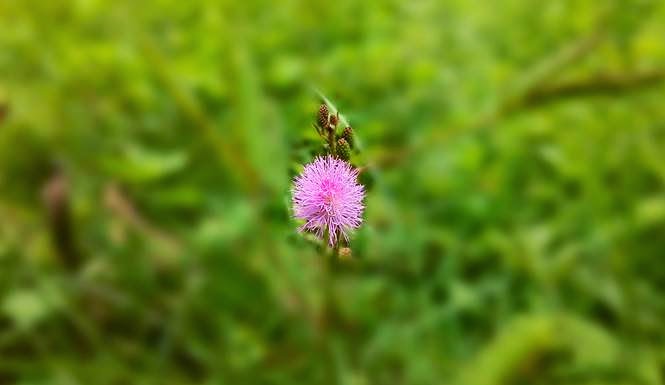  Gambar  Foto Bunga  Keren Efek  Bokeh Gambar  di Rebanas Rebanas