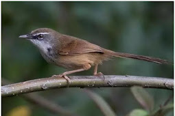 Perbedaan Burung Ciblek Gunung Jantan dan Betina