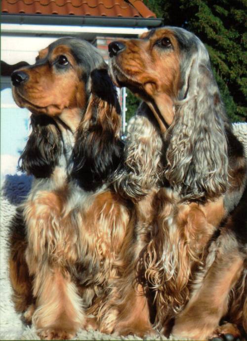 CockerSpanielClub: masker in de Engelse Cocker Spaniel