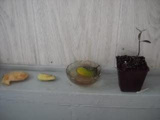 How to grow a mango seed in water