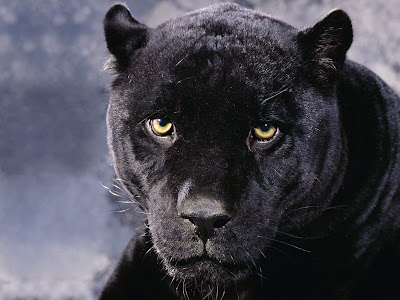 Black Panther Animal Wallpaper