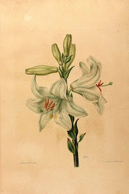 Лилия белоснежная (Lilium candidum)