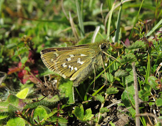 Silver-Spotted Skipper