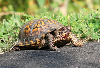 box turtle