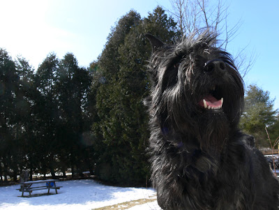 Dinsdale Photo Blog My Big Black Dog