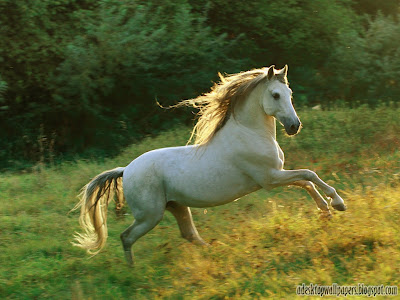 Horse Animal Desktop Wallpapers, PC Wallpapers, Free Wallpaper, Beautiful Wallpapers, High Quality Wallpapers, Desktop Background, Funny Wallpapers http://adesktopwallpapers.blogspot.com