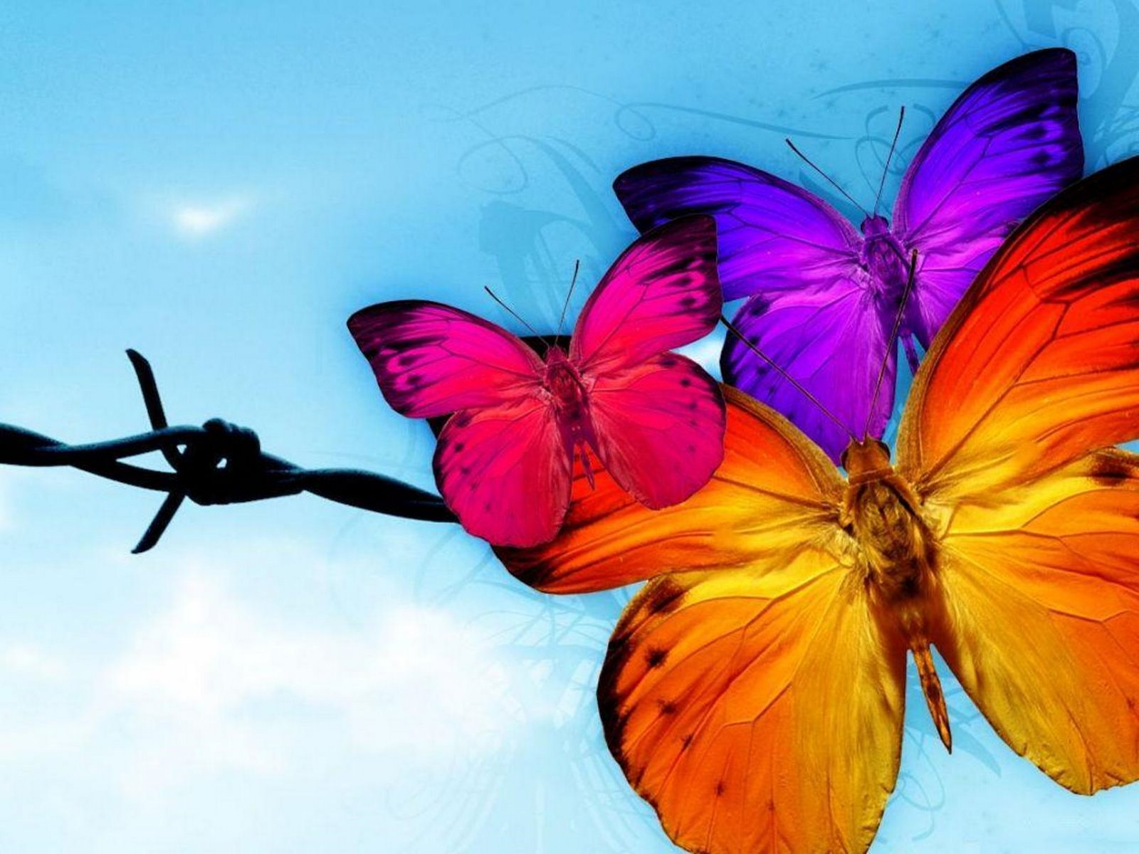 HD Wallpapers : we provide the best and high quality Butterfly HD ...