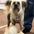 Chinese Crested Dog - Iregen Gold -