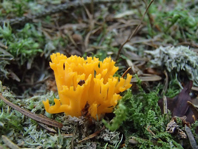 Orawa, Lipnica Wielka, Babia Góra, lipcowe grzyby, grzybobranie pod Babią, pięknoróg największy, Calocera viscosa