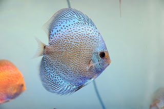 Discus Blue Scorpion