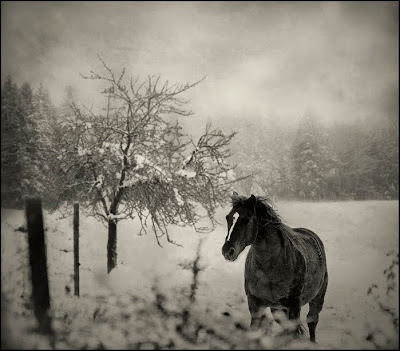 beautiful horses