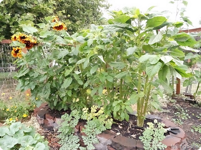 DSC05037