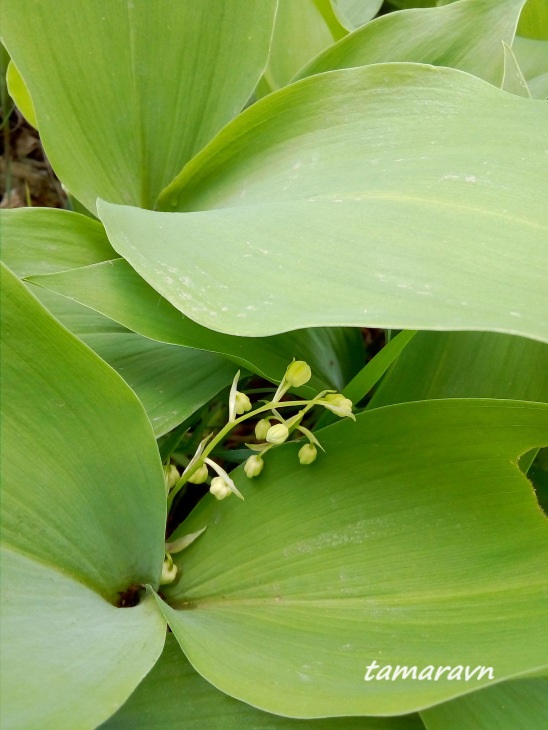 Ландыш Кейзке / Ландыш маньчжурский (Convallaria keiskei)