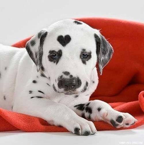 Dalmatian with a perfect heart mark on head image