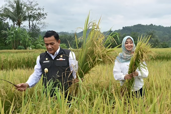 Jabar Memulai Panen Raya di Kabupaten Majalengka, Tekan Laju Inflasi!