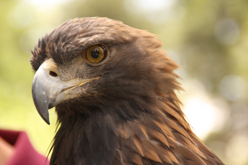 golden eagle bird. The best was the golden eagle.