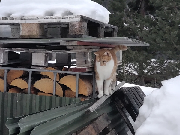 katt pus pusekatt kattepus