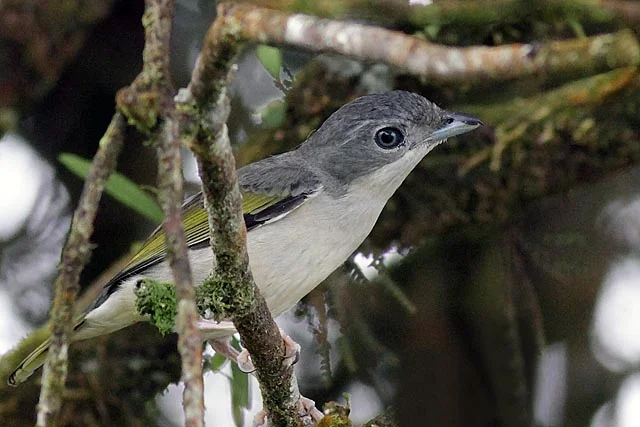 White-browed Shrike Babbler (Pteruthius flaviscapis)