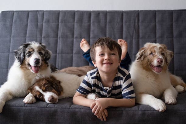 Pourquoi la viande crue pour le chien Berger Australien?